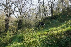 Randouillette283_convert